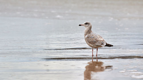 Young yellow-legged gull, larus michahellis, walking on seashore near baltic sea. juvenile seagull