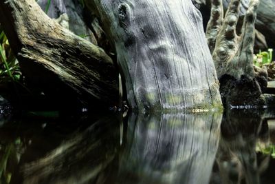 Close-up of elephant with reflection in water