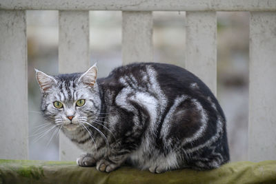 Close-up portrait of a cat