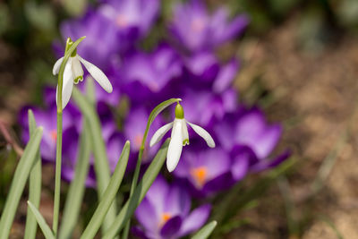 Close-up of purple crocus flowers on field