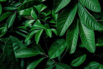 Full frame shot of leaves on plant