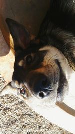 Close-up portrait of a dog