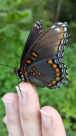 Cropped image of hand holding butterfly