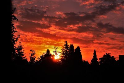 Silhouette of trees during sunset