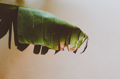 Close-up of plant