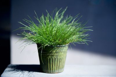 Close-up of potted plant