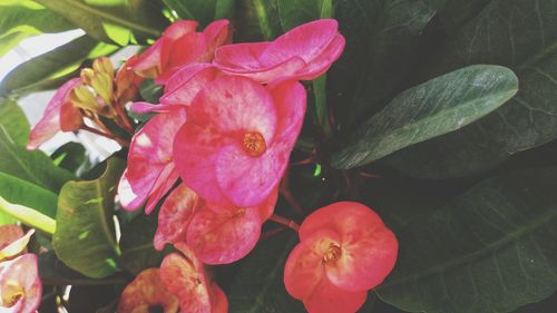 Close-up of pink flowers blooming outdoors