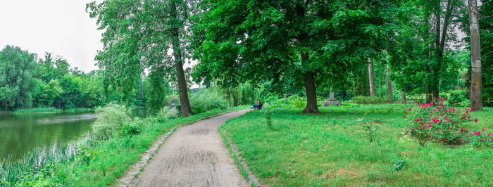 Road amidst trees in forest