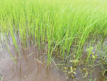 Crops growing on field