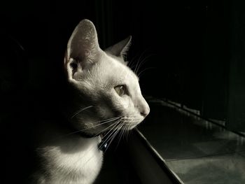 Close-up of cat looking away