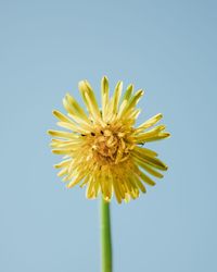 Close-up of yellow flower against clear sky