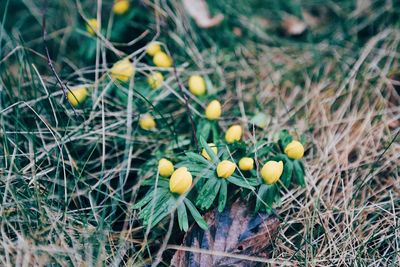 Close-up of fruit growing in field