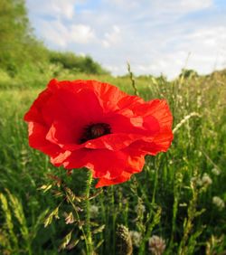 Close-up of red poppy blooming on field