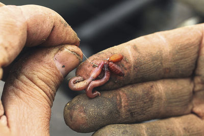 Human hand holding worms