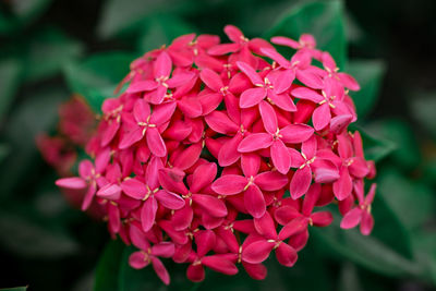 Close-up of pink dahlia flowers