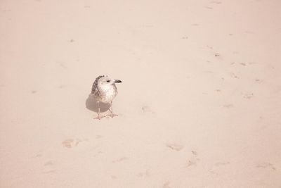 High angle view of bird on land