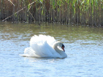 Swan floating on lake