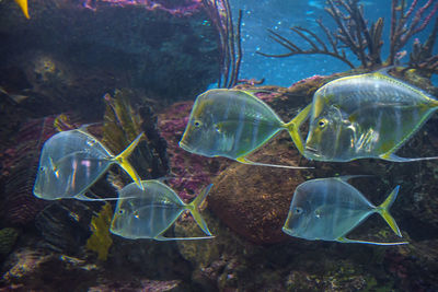 View of fish swimming in aquarium