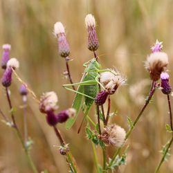 Close-up of insect on purple flowering plant