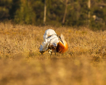 Close-up of bird on field