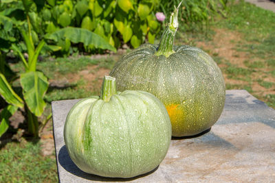 Close-up of pumpkin