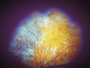 Low angle view of illuminated tree against sky