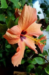 Close-up of hibiscus blooming outdoors