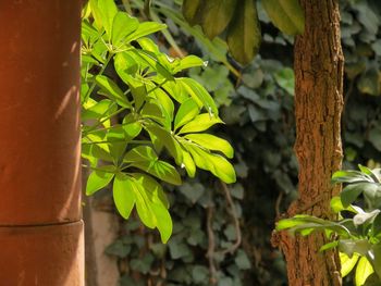 Close-up of tree branch