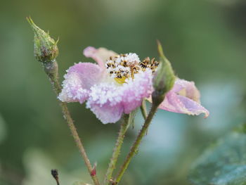 Close-up of bee on pink flower