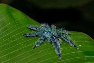 Close-up of insect on leaves