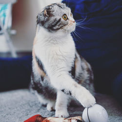 Close-up of cat looking away