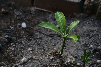 Close-up of small plant growing on field