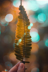 Close-up of hand holding illuminated lighting equipment against trees