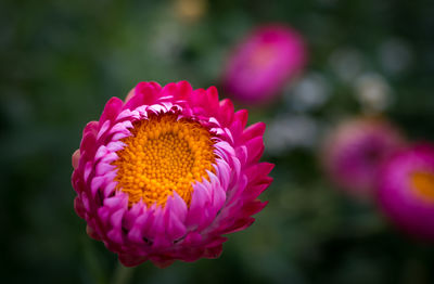 Close-up of pink flower