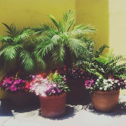 Plant growing on a wall