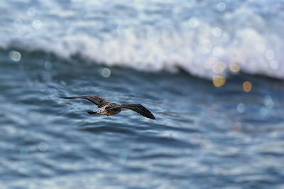 Bird flying over sea