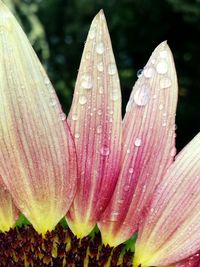 Close-up of insect on pink flower