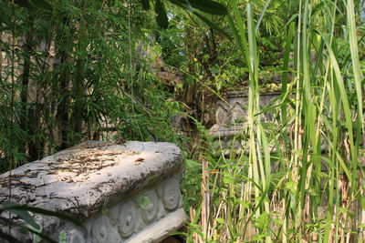 Close-up of bamboo amidst plants on field