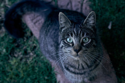 Close-up portrait of tabby cat