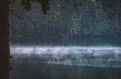 Scenic view of lake in forest