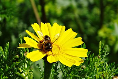 Close-up of bee on yellow flower