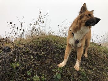 Dog running on field