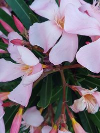 Close-up of white flowers blooming outdoors