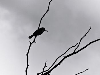 Low angle view of bird perching on tree