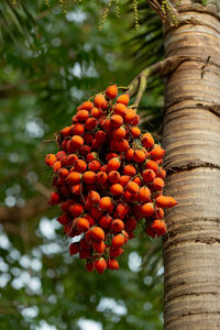 Low angle view of orange fruits on tree