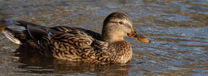 Duck swimming in lake