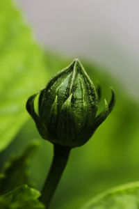 Close-up of plant