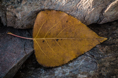 Close-up of yellow leaf on rock