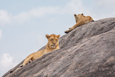 Lioness with cub on a rock