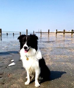 Portrait of dog standing in water against clear sky